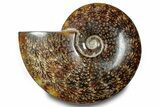 Polished Ammonite (Cleoniceras) Fossil - Madagascar #283316-1